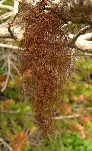 Nodobryoria oregana