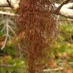 Nodobryoria oregana