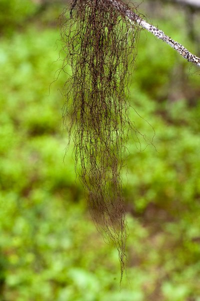 Nodobryoria oregana