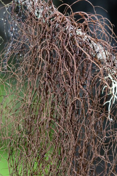 Nodobryoria oregana