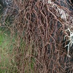 Nodobryoria oregana