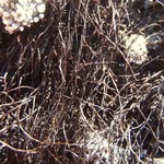 Nodobryoria subdivergens