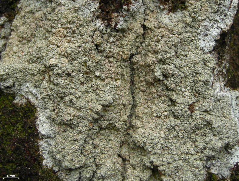 Ocellularia americana