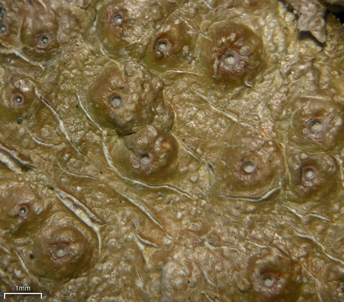 Ocellularia praestans