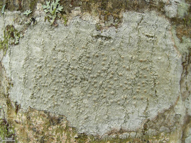 Ocellularia sanfordiana