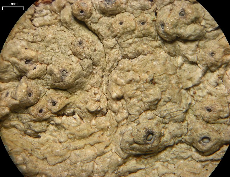 Ocellularia sanfordiana