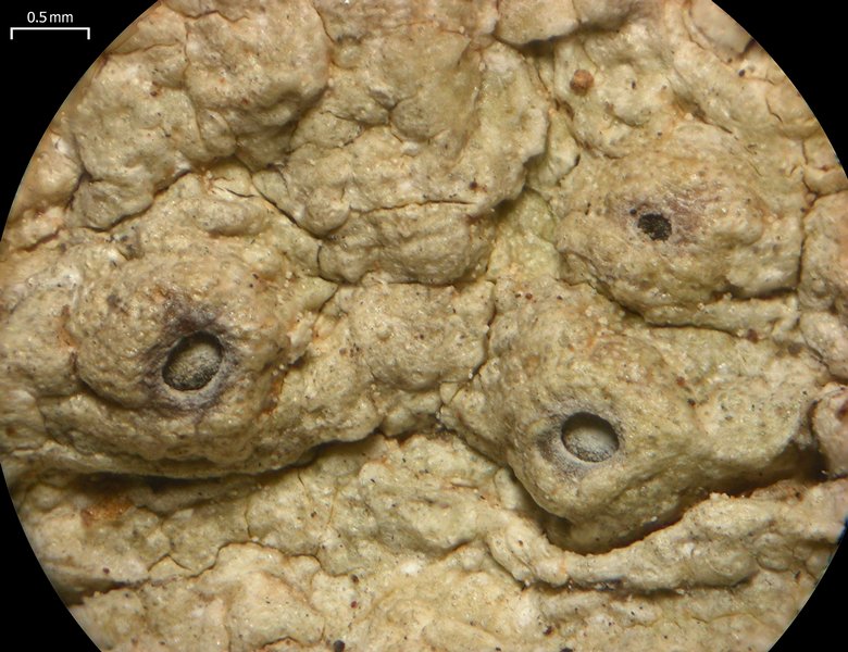 Ocellularia sanfordiana