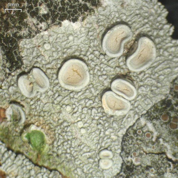Ochrolechia africana