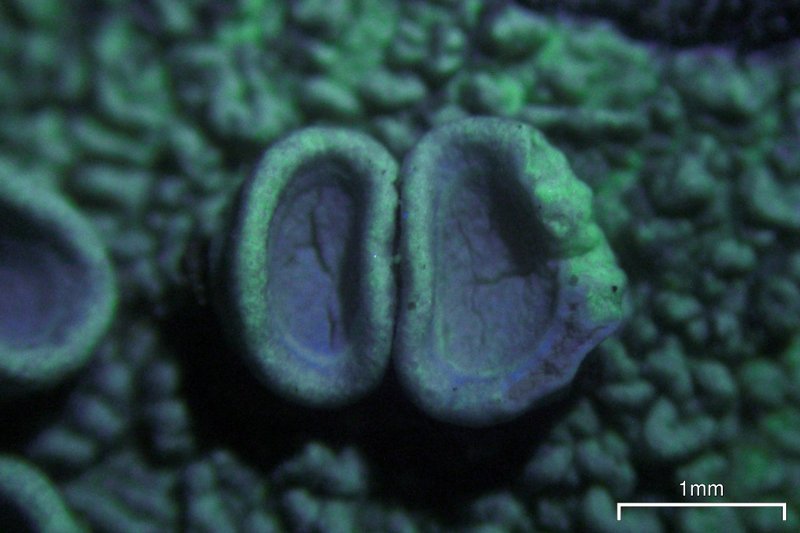 Ochrolechia africana