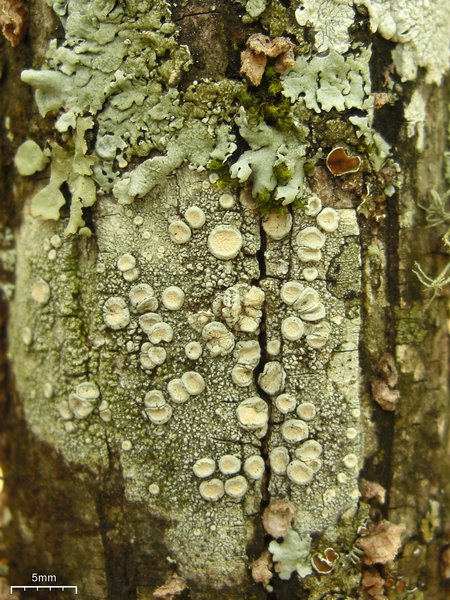 Ochrolechia africana