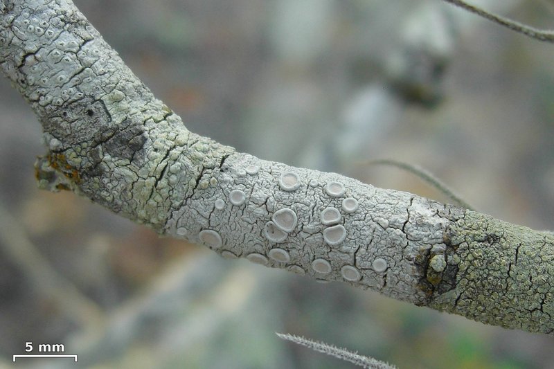 Ochrolechia africana