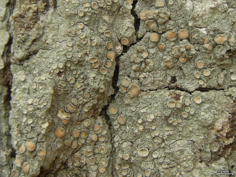 Ochrolechia africana