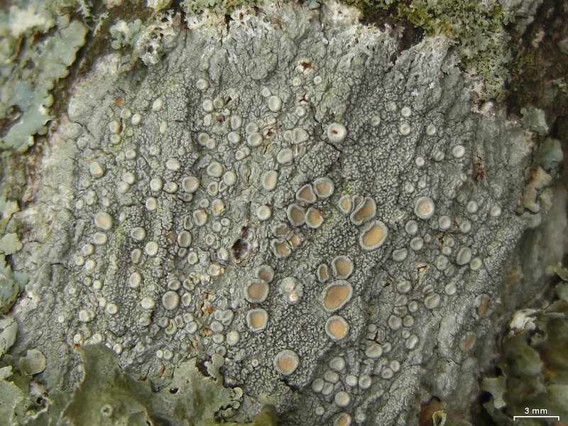 Ochrolechia africana