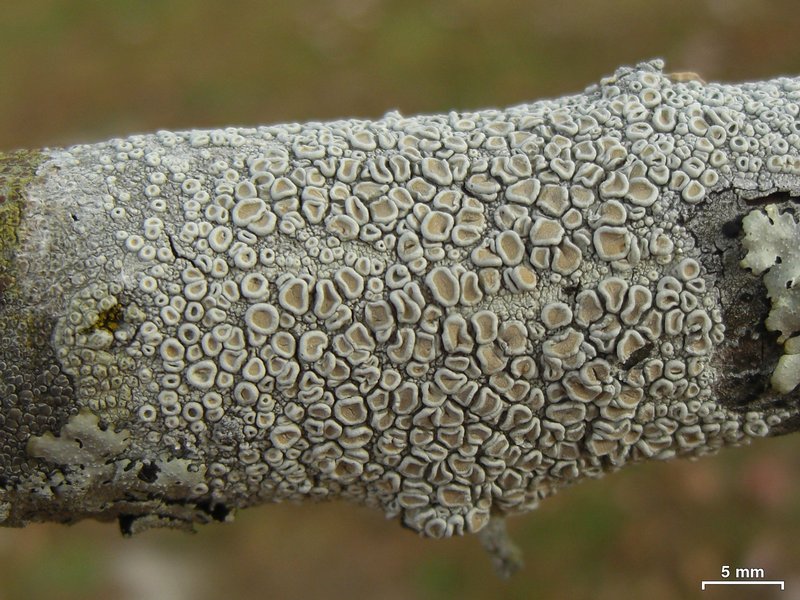 Ochrolechia africana