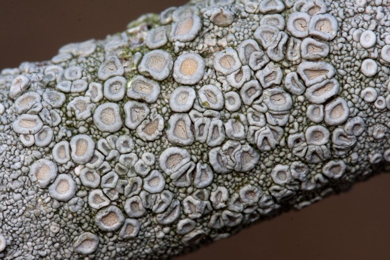 Ochrolechia africana