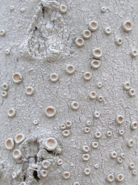 Ochrolechia africana