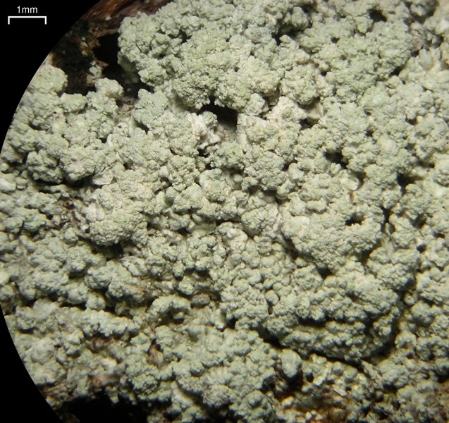 Ochrolechia antillarum