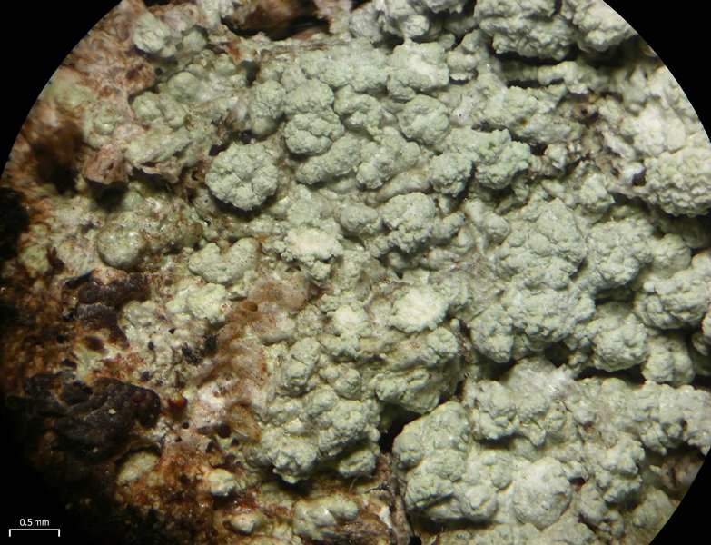 Ochrolechia antillarum