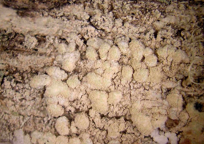 Ochrolechia arborea