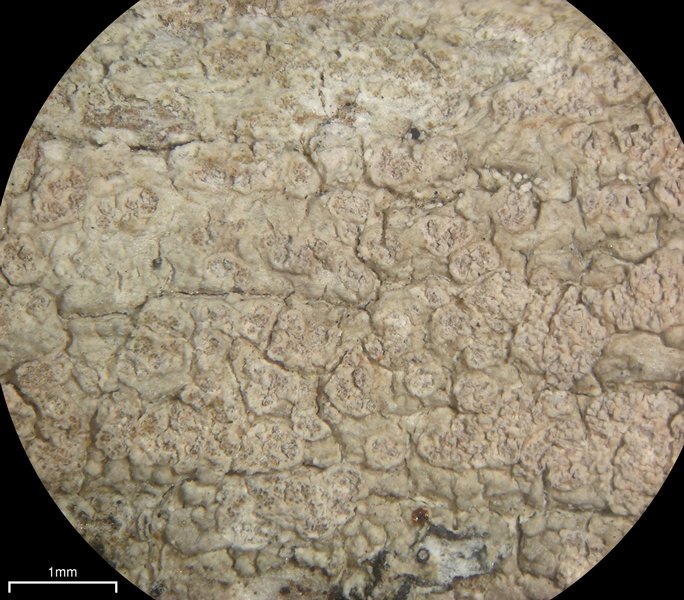 Ochrolechia arborea