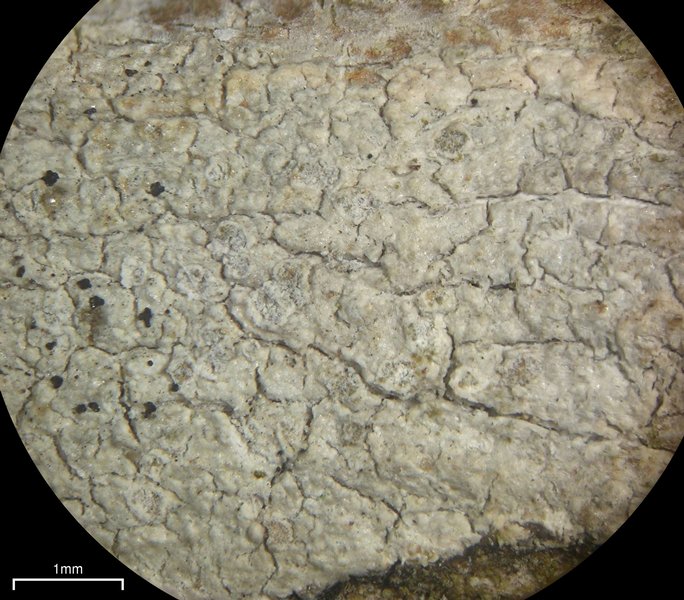 Ochrolechia arborea