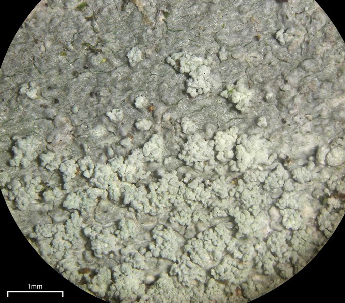 Ochrolechia arborea
