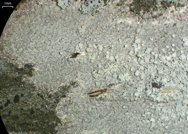 Ochrolechia arborea