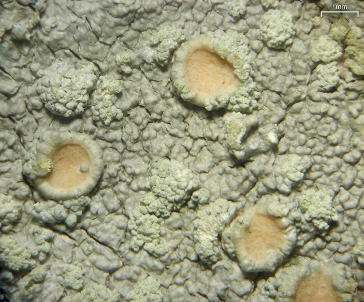 Ochrolechia arborea