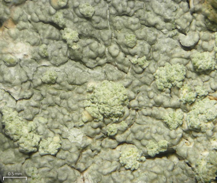 Ochrolechia arborea