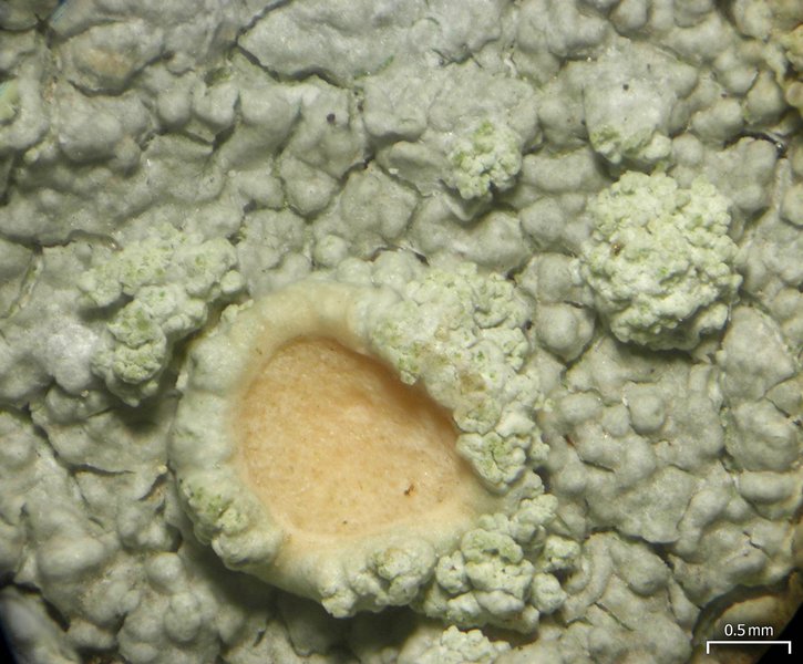 Ochrolechia arborea