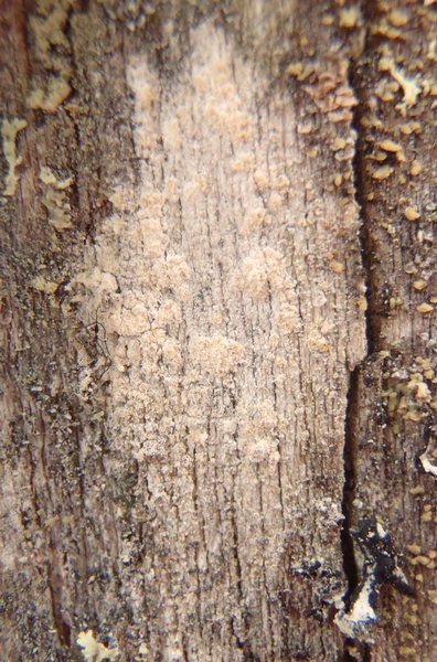 Ochrolechia arborea
