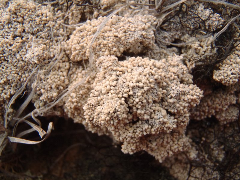 Ochrolechia bryophaga