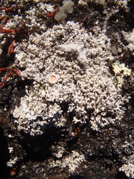 Ochrolechia bryophaga