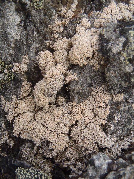 Ochrolechia bryophaga