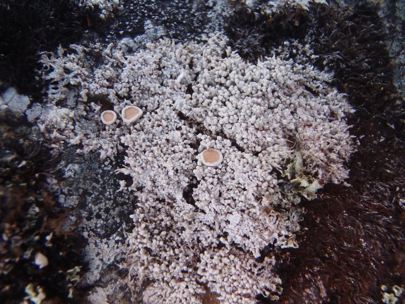 Ochrolechia bryophaga