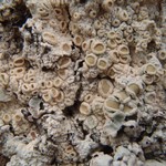 Ochrolechia farinacea