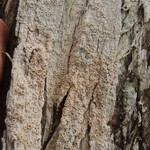 Ochrolechia farinacea
