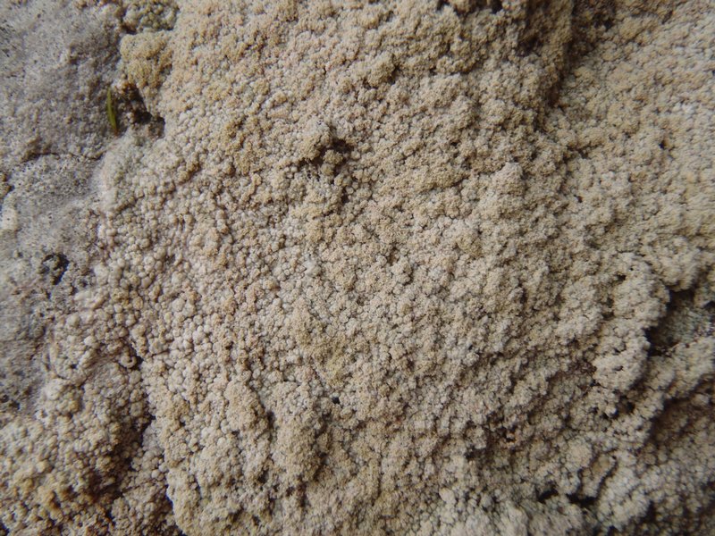 Ochrolechia farinacea