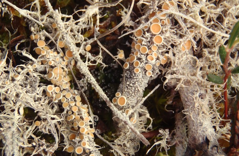 Ochrolechia frigida