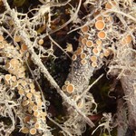 Ochrolechia frigida