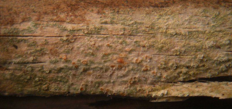 Ochrolechia gowardii