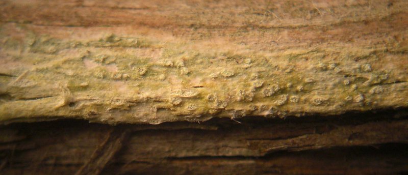 Ochrolechia gowardii
