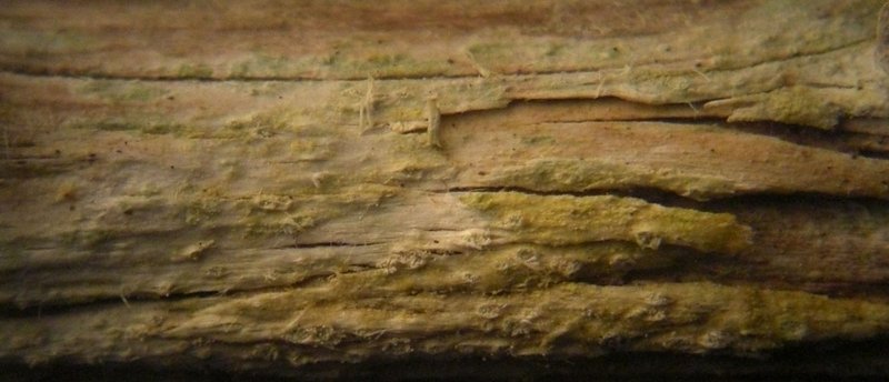 Ochrolechia gowardii