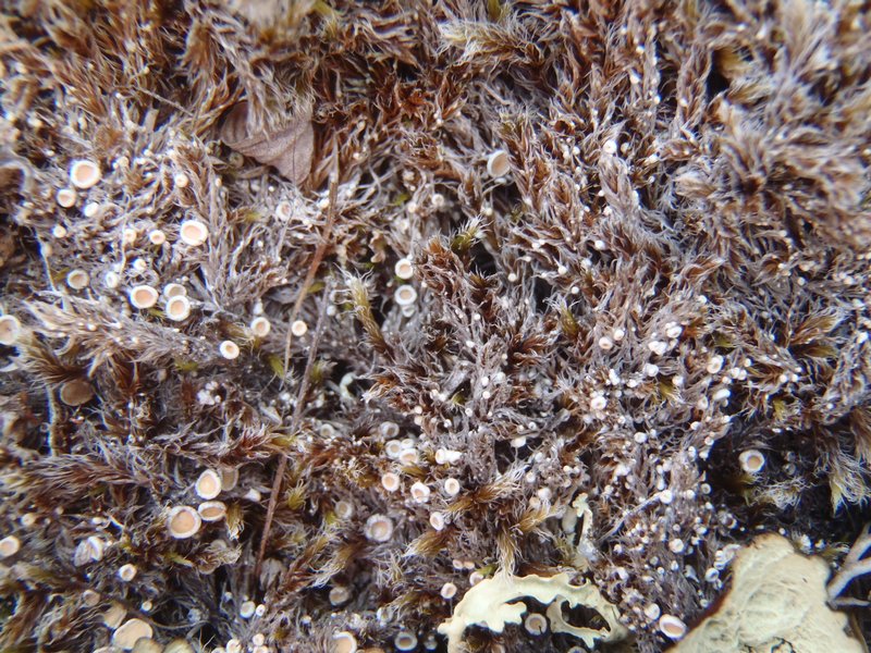 Ochrolechia grimmiae