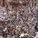 Ochrolechia grimmiae