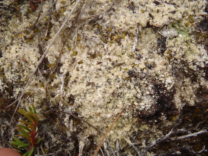 Ochrolechia gyalectina