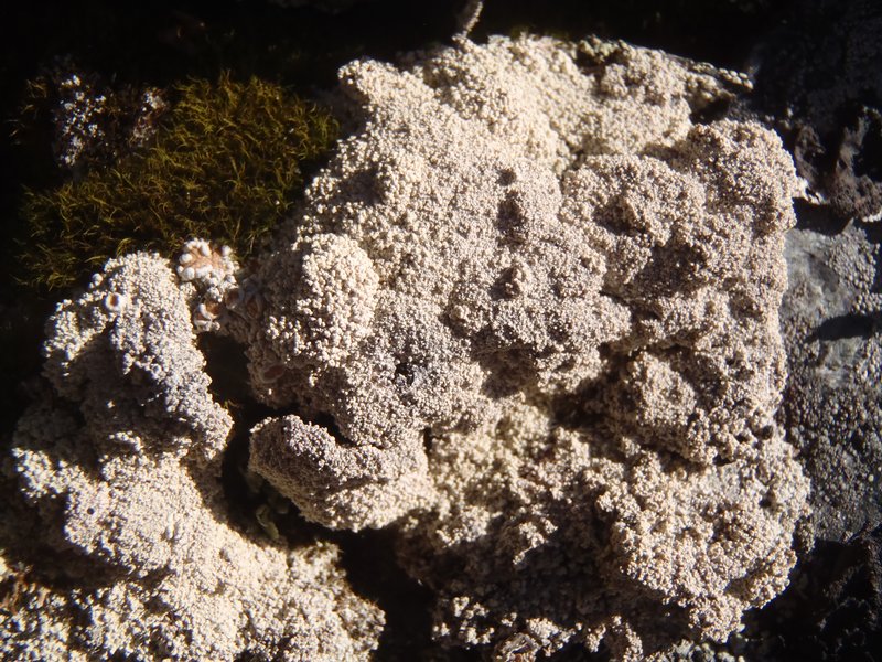 Ochrolechia gyalectina