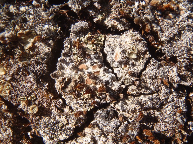 Ochrolechia gyalectina