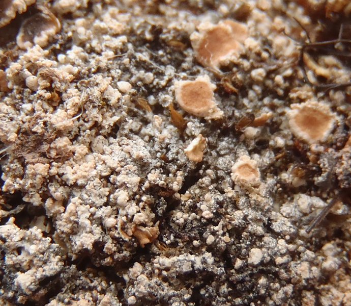 Ochrolechia gyalectina