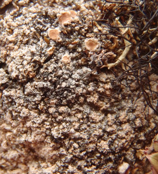 Ochrolechia gyalectina
